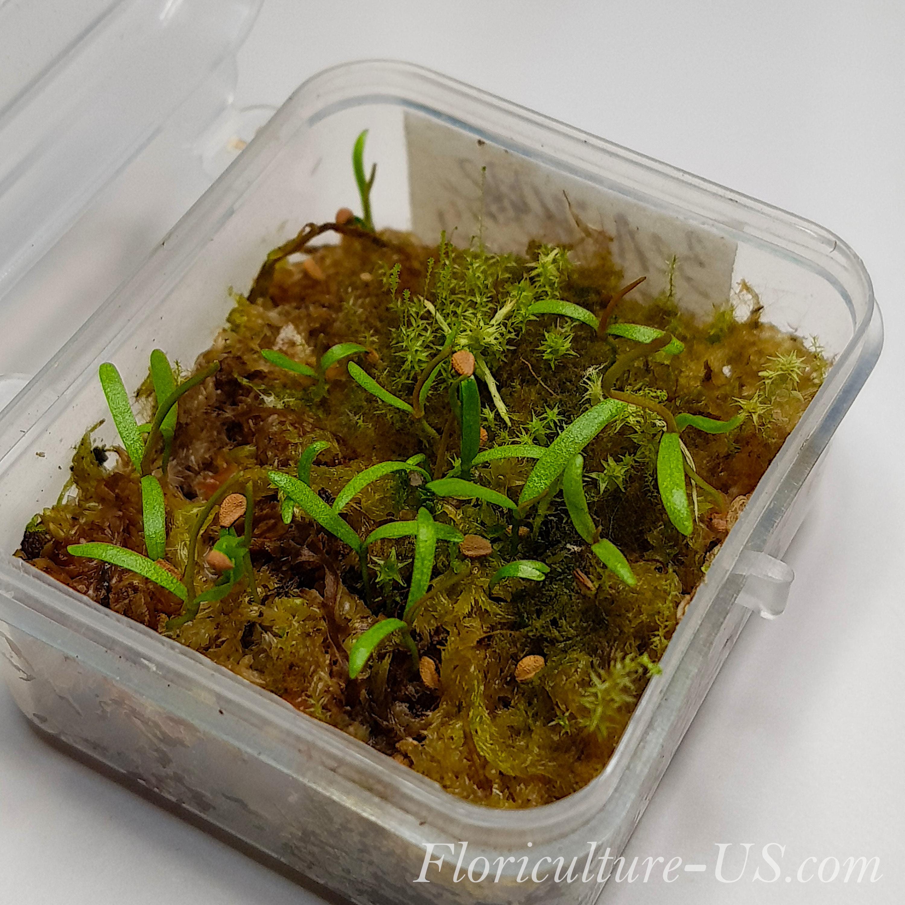 15 Seeds Sarracenia Flava, Carnivorous Plant, Pitcher Plant - Etsy