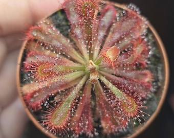 Drosera Spatulata Var. Lovellae, Sundew, Live Plant