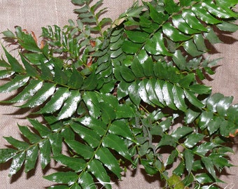 Cyrtomium Falcatum, Japanese Holly Fern