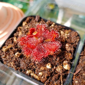 20+ Seeds, Drosera Spatulata “Ivan’s 3-Way Australian”
