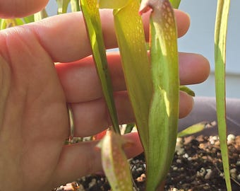 Sarracenia Minor, Bare root, Pitcher Plant