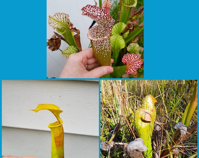 15 Seeds Sarracenia Mix, Carnivorous Plant, Pitcher Plant - Etsy