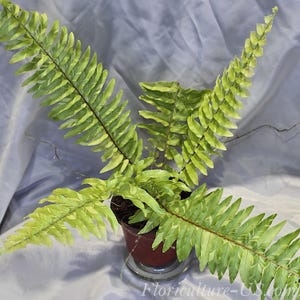 May include: A variegated fern plant with bright lime green and dark green foliage in a brown plastic pot. The plant features long, arching fronds with distinct color patterns. The text Floriculture-US.com is visible at the bottom of the image.