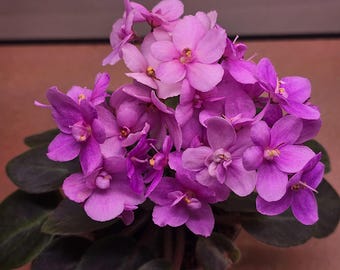 Two (2) Rose Miniature African Violet Fresh Leaf Cuttings