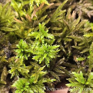 May include: Close-up of vibrant green moss with a textured appearance. The moss features small, needle-like leaves and a dense, lush growth pattern. The image showcases the natural beauty and intricate details of the plant.