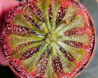 20+ Seeds, Drosera Spatulata