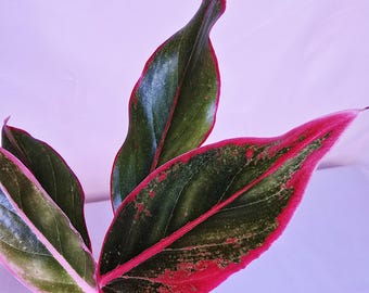 Aglaonema 'Siam Aurora', 4" pot, Chinese Evergreen