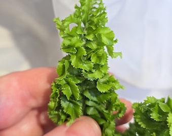Nephrolepis Exaltata 'Twirly Whirly', Fern
