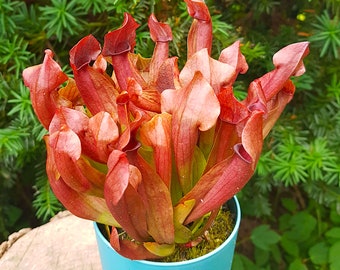 Sarracenia x Chelsonii, Bare root, Live Plant, Pitcher plant