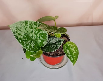 Scindapsus Pictus, Satin Pothos, 3.5"