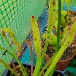 Op de afbeelding: Close-up van een vleesetende plant met lange, groene bladeren en rode, kleverige tentakels. De plant groeit in een pot en heeft een groene achtergrond.