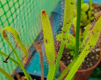 20+ Seeds, Drosera Capensis "Wide Leaf"
