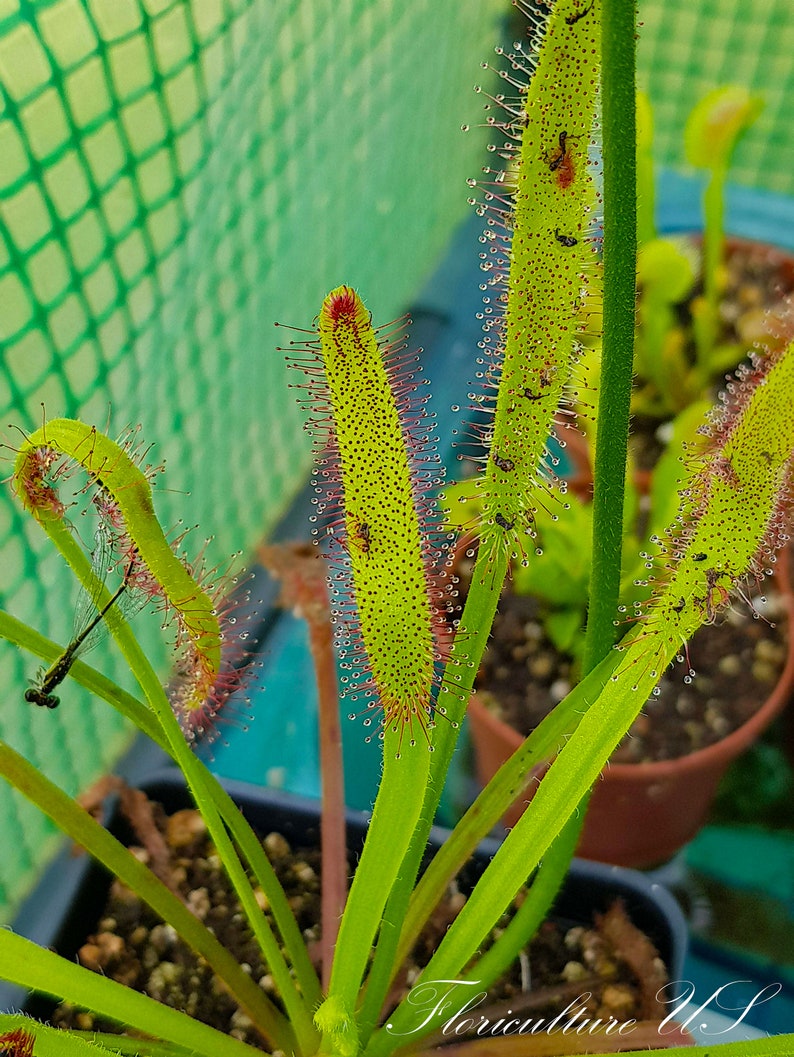 Op de afbeelding: Close-up van een vleesetende plant met lange, groene bladeren en rode, kleverige tentakels. De plant groeit in een pot en heeft een groene achtergrond.