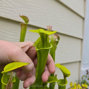 15 seeds Sarracenia Flava, Carnivorous Plant, Pitcher Plant