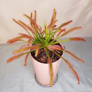 20+ Seeds, Drosera Capensis, Sundew