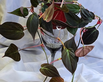 Philodendron Hederaceum 'Micans', 4",  Velvet Leaf