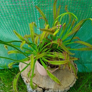 Op de afbeelding: Een vleesetende plant met lange, dunne, groene bladeren met rode uiteinden. De plant groeit in een bruine pot en staat op een boomstronk. De plant bevindt zich in een kas met een groen gaas als achtergrond.