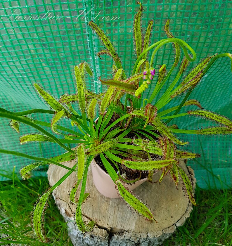 Op de afbeelding: Een vleesetende plant met lange, dunne, groene bladeren met rode uiteinden. De plant groeit in een bruine pot en staat op een boomstronk. De plant bevindt zich in een kas met een groen gaas als achtergrond.