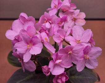Two (2) Pink Miniature African Violet Fresh Leaf Cuttings