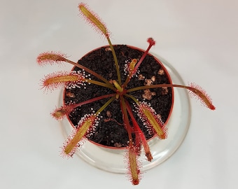 Drosera Capensis "Red", Live Plant, Sundew, Carnivorous Plant
