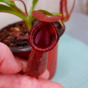 Nepenthes lowii x Ventricosa Red + Heat Pack, Pitcher Plant, Live Plant, Carnivorous Plant