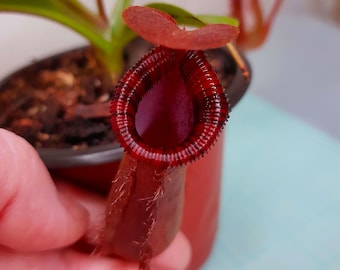 Nepenthes lowii x Ventricosa Red + Heat Pack, Pitcher Plant, Live Plant, Carnivorous Plant