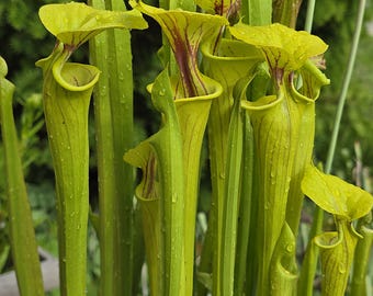 15 seeds Sarracenia Flava, Yellow Pitcher Plant