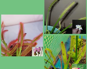 30+ Seeds Mix of Drosera Capensis (Capensis; 'Alba'; 'Wide Leaf'), Sundew