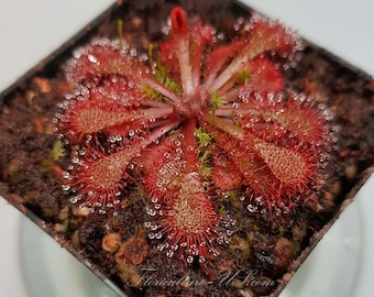 Drosera Spatulata, Sundew, Live Plant