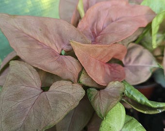 Syngonium Podophyllum Neon, 4" | 5", Live Plant, Pink Arrowhead Houseplant