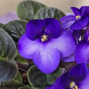 May include: A vibrant African violet plant featuring deep purple, five-petaled flowers with bright yellow centers and fuzzy, dark green, rounded leaves. The text Floriculture-us.com is printed in black at the bottom of the image.