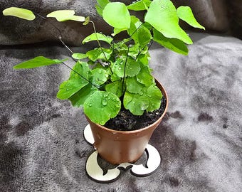 Adiantum Peruvianum, Maidenhair Silver Dollar Fern, 2", Fern