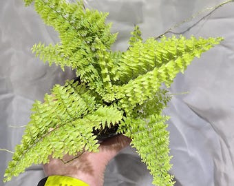 Nephrolepis Exaltata 'Green Fantasy', 3.5", Fern