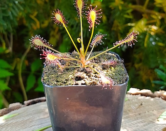 Drosera Intermedia, 2'', Sundew, Live plant