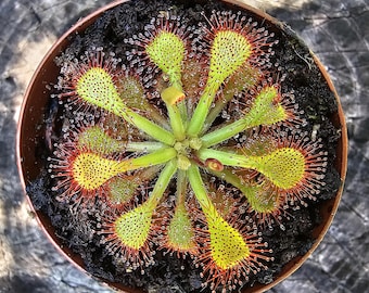 20+ Seeds, Drosera Capillaris (North America)