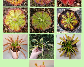 Mix of Sundew Seeds - 50 Seeds, Carnivorous Plants Sundew Seeds Mix