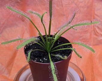 Drosera capensis "Alba", Sundew, Live Plant