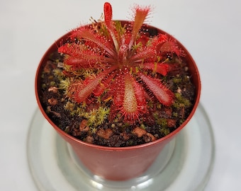 20+ Seeds, Drosera Spatulata Var. Lovellae