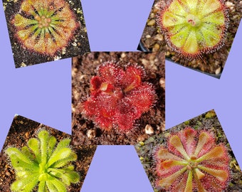 Mix of Sundew Seeds - 25 Seeds, Carnivorous Plants Sundew Seeds Mix