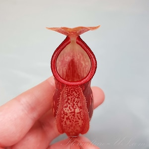 May include: A red pitcher plant with a wide, open mouth and a speckled, textured surface. The plant is held in a hand.
