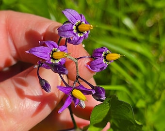 Solanum Dulcamara, 3.5'', Live Plant