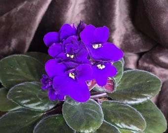 Dark Purple African Violet Starter, Saintpaulia