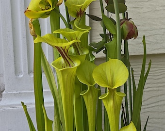 Sarracenia Flava, Bare root, Live plant, Pitcher plant