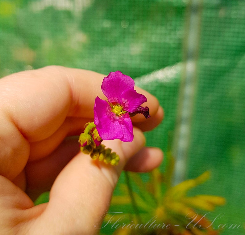 Op de afbeelding: Een close-up van een roze bloem met een gele kern. De bloem wordt in een hand gehouden tegen een groene achtergrond.