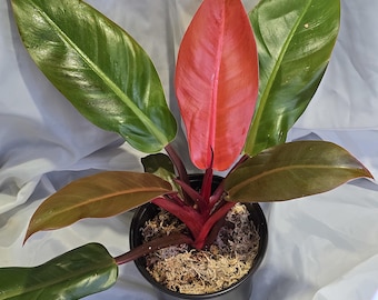 Philodendron 'Sun Red', 5"