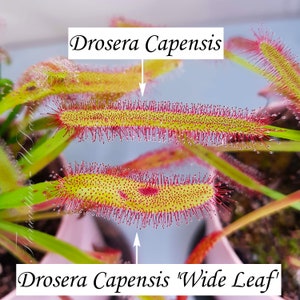 Op de afbeelding: Close-up van twee vleesetende planten Drosera Capensis. De bovenste plant is gelabeld "Drosera Capensis" en de onderste plant is gelabeld "Drosera Capensis "Wide Leaf". Beide planten hebben rode, stekelige tentakels en gele, kleverige bladeren.