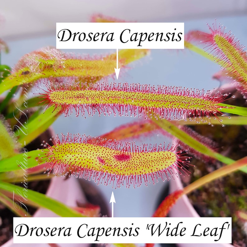 Op de afbeelding: Close-up van twee vleesetende planten Drosera Capensis. De bovenste plant is gelabeld "Drosera Capensis" en de onderste plant is gelabeld "Drosera Capensis "Wide Leaf". Beide planten hebben rode, stekelige tentakels en gele, kleverige bladeren.