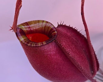 Nepenthes ‘Black Miracle’, Pitcher Plant, Live Carnivorous Plant, Ships in Pot
