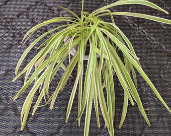 Chlorophytum Comosum "Irish", 6'', Live Plant, Spider Plant