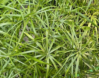 Cyperus Alternifolius "Baby Tut", Cuttings, Umbrella Plant, Dwarf Papyrus Grass